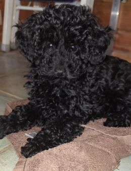 Toypudelwelpen Zwergpudelwelpen Toypudel Zwergpudel, Welpen - liebevoll aufgezogen - Magdeburg