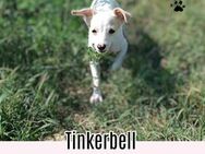 Tinkerbell - Bad Windsheim