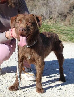 Brownie möchte wieder ankommen - Wöllstadt
