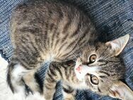 Kitten ab sofort in liebevolle Hände abzugeben - Freudenberg (Nordrhein-Westfalen)