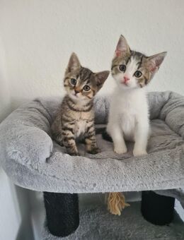 BKH Kitten Reinrassig Black Golden Tabby Weiss , Black Golden , - Hagen (Stadt der FernUniversität)