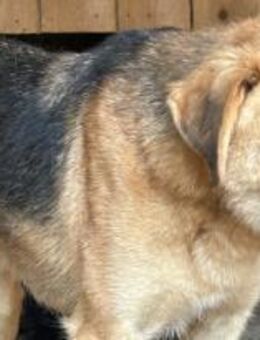 Smitty ist ein Skeptiker 🐾 - Elsdorf (Nordrhein-Westfalen)