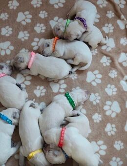 Golden Retriever Welpen - Aurich