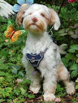 Eddi - Yorkshire Terrier-Shi Tzu-Mix - 6 Monate - Tierhilfe Franken e.V. - Lauf (Pegnitz) Zentrum