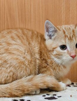 Kätzchen 3 Monate alt - Iphofen