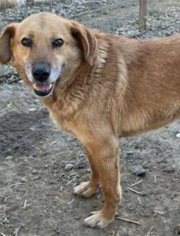 Heiwa - Pflegestelle oder Zuhause gesuch - Oberwies