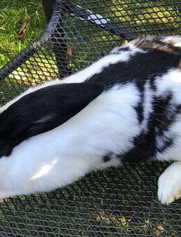 Rammler deutscher Riese Scheck schwarz/weiß - Petersaurach
