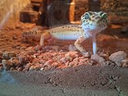 Leopardgecko Männchen mit Terrarium und zubehörr - Heide