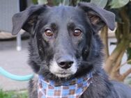 Otis (37cm) ein Hundeherz aus Gold - Grömitz
