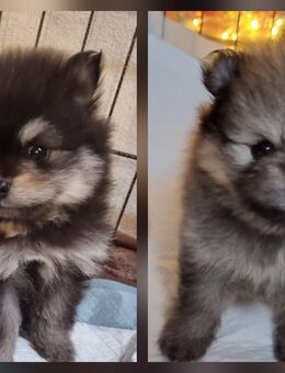 Reinrassige Zwergspitz Welpen - Marburg