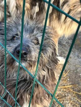 Freundl. DARCY R175 sucht Zuhause - Neuberg