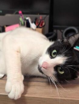 Unser Kuschelkater und Charmeur Felix - Berlin