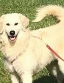 Luna – Der Sonnenschein mit Charme und Energie sucht ihr Zuhause! in 94265