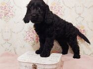 Standard Goldendoodle Welpen - Doodle Welpe - Doodles wie Labradoodle