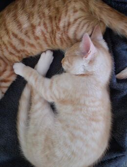 2 kater - Steyerberg