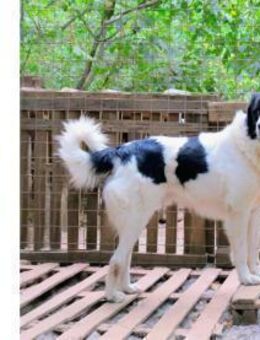 Paco ist ein sanfter Riese! - Oberhausen