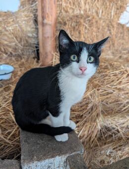 Katzenbaby Katze Kater - Harburg (Schwaben)