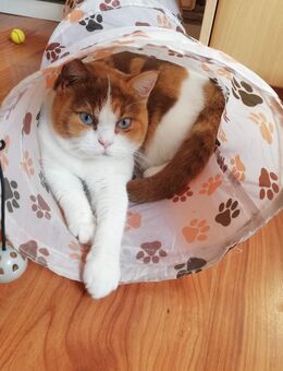 BKH Katze mit Stammbaum in Cinnamon odd eyed blue eyes, Tricolor - Goslar