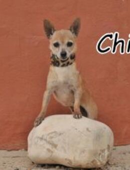 Sehen Sie in Chioma einen richtigen Hund - Essingen (Rheinland-Pfalz)