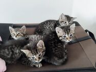 Babykitten Katzen Kätzchen suchen neues Zuhause - Backnang