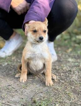 Der kleine Chase, ein Charmeur - Heinsberg
