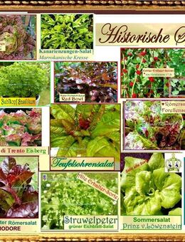 ♥ Bio Salat Samen Alte Sorten Gemüse samenfest,Garten,Tulpenstolz,Maikönig,Tarantelle,Baquieu,Prinz von Löwenstein,Rotkäppchen,Unicum,Forellenschluss,Goldforelle,Teufelsohren,Erdbeerspinat - Hamburg