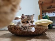 Britisch Kurzhaar und Britisch Langhaar Kitten zu vermitteln - Hamburg