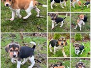 Beagle-Mix-Welpen suchen neues Zuhause - Reddelich