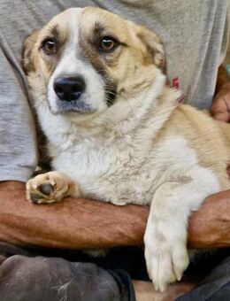 Lilu muss dringend aus dem Shelter - Koblenz