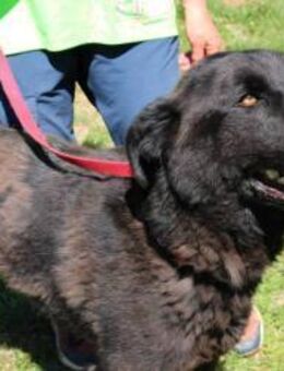 Ring, entspannter, großer Schmuser - Kissing