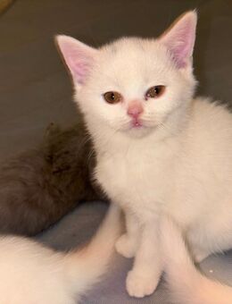 Bkh kitten - Düsseldorf