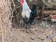 Huhn Denizli Lang Kräher in 94371