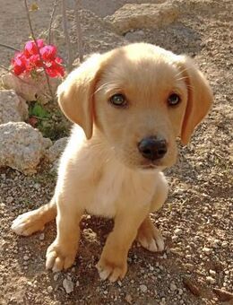 Lana - Lorsch (Karolingerstadt)