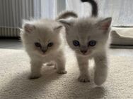 Süße BLH Kitten suchen ab Ende Juni ein neues zu Hause - Unna