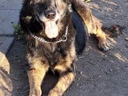 Balu sucht eine 2. Chance - Weilheim (Oberbayern)