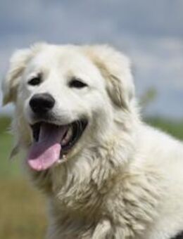 Kefir will alles richtig machen - Puchheim