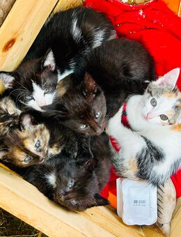 Kitten Kater Katze - Barkhagen