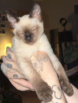 4 süße reinrassige Siam-Thai Kitten suchen liebevolles Zuhause auf Lebenszeit - Salzkotten