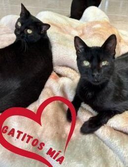 Katze Mia 1 + Kater Mia 2 - Bochum