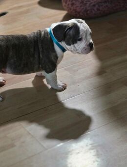 American bully welpen - Eisleben (Lutherstadt)