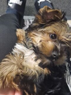 Yorkshire Terrier Welpen mini Rüde