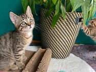 Katzenbabys | Kitten | Kätzchen | Babykatzen - Inning (Ammersee)