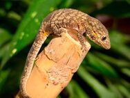 1.0 Chamäleongecko (Eurydactylodes agricolae) - Waldbronn