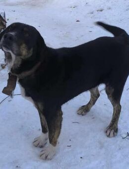 ♡Bobcho♡ - Der große Hundemann - Alfeld (Leine)