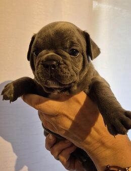 Französiche Bulldoggenwelpen 1 Hündein und 3 Rüden suchen ein liebvolles Zuhause - Goch