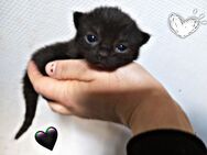 Süße Mix Kitten dürfen reserviert werden - Neukirchen-Vluyn