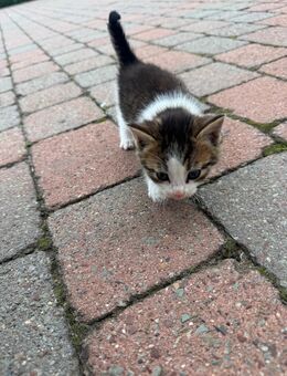 Schwarz weiße Babykatze - Nordkirchen