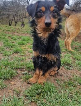 Kleiner Leo sucht sein großes Glück🍀❤️ - Großefehn