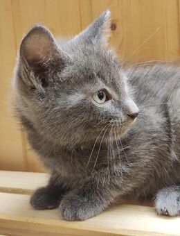 Süße Kitten bereit abzugeben - Gnarrenburg