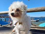 SWEETY sucht liebevolles Zuhause - Kreuth